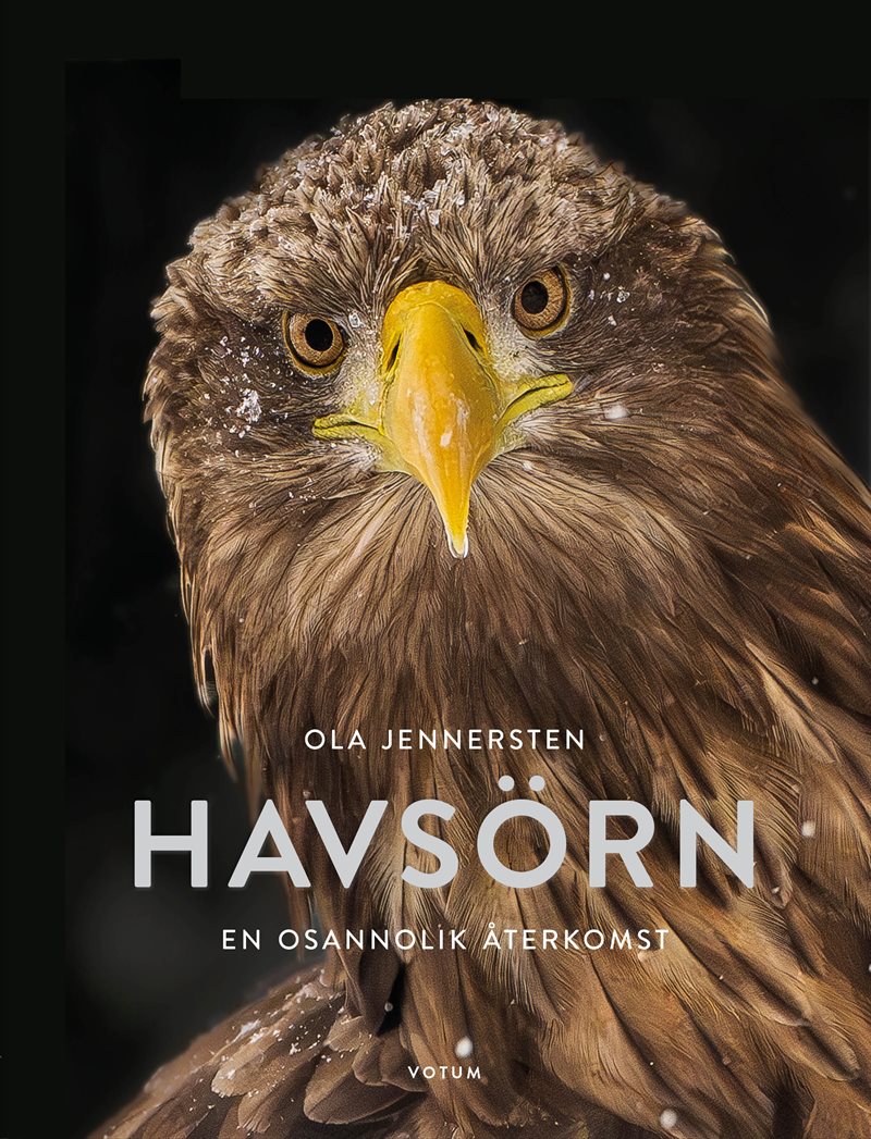 Havsörn : en osannolik återkomst