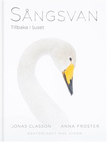 Sångsvan : Tillbaka i ljuset